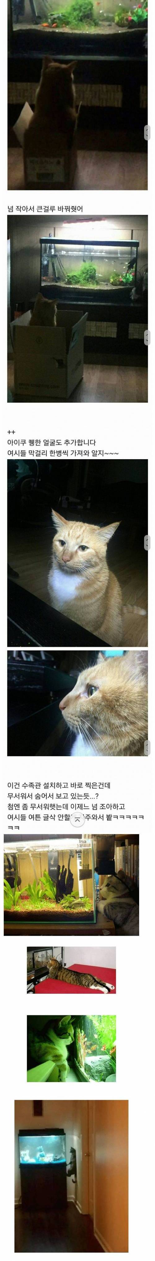 [스압] 고양이를 얌전하게 만드는법.jpg