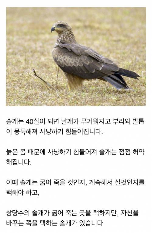 늙은 솔개의 최후...jpg