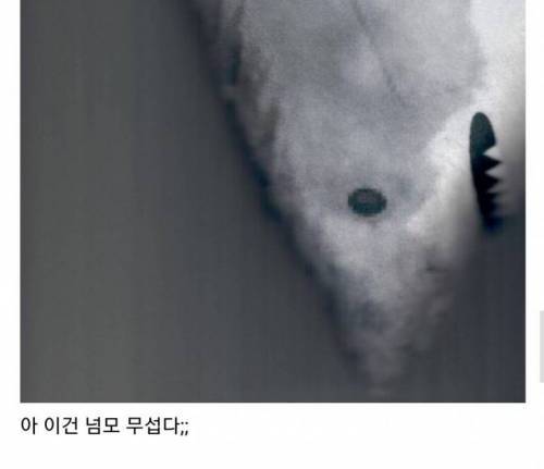 [스압] 복사기에 상어인형을 넣어봄.jpg