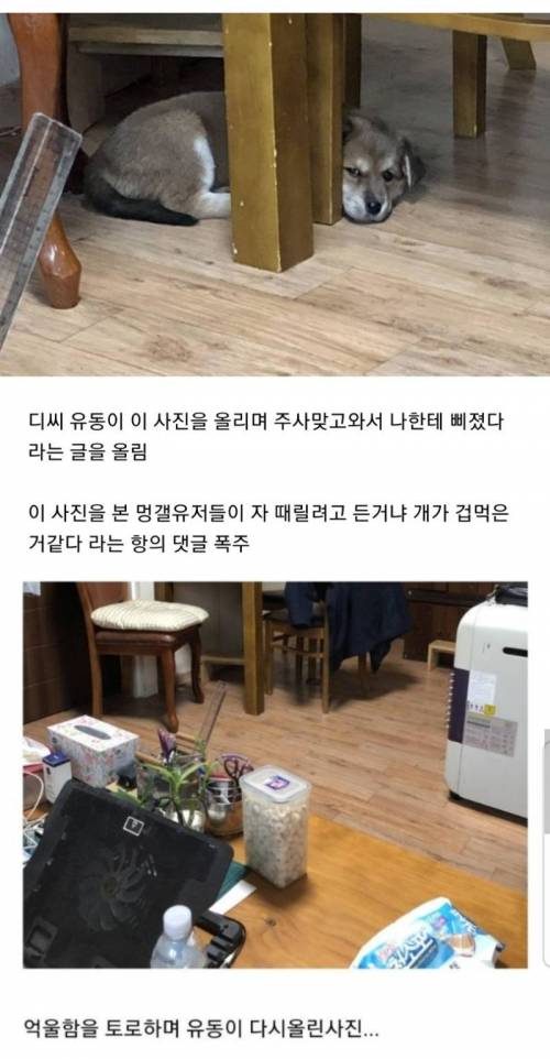 강아지 학대논란 디씨인.jpg