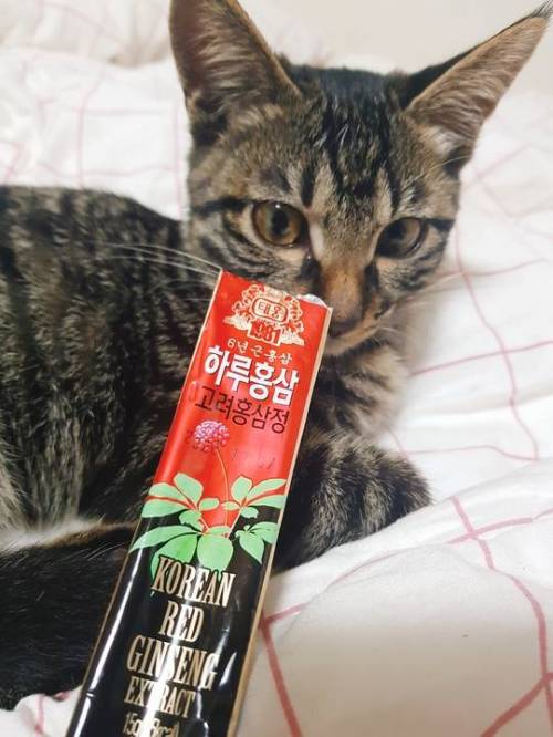 츄르 대참사.jpg