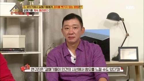 갈매기에게 과자를 빼앗기지 않는 방법.jpg