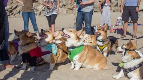 천조국의 웰시코기 축제.jpg