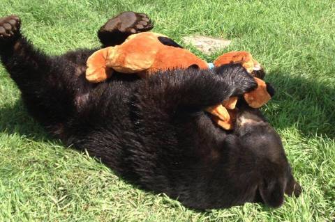 [스압] 곰돌이에게 댕댕이 인형을 줬을때와 곰 인형을 줬을때