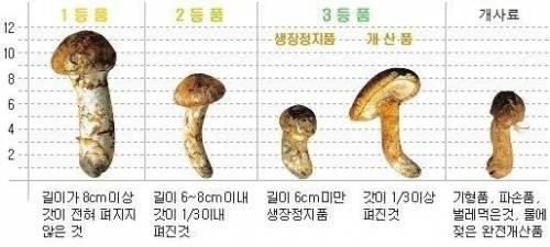 송이버섯 등급.jpg