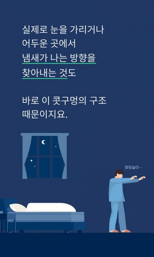 [스압] 콧구멍이 2개인 이유.jpg