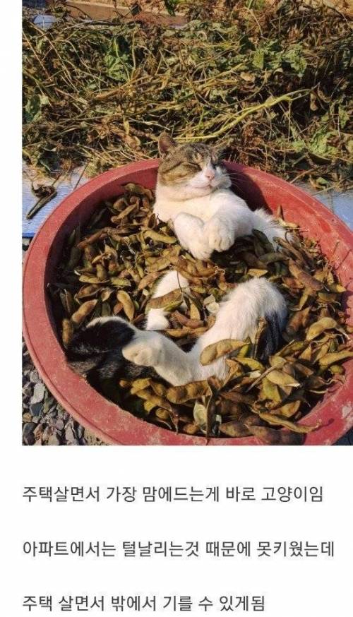 [스압] 200평 땅에 집 지은 디시인.jpg