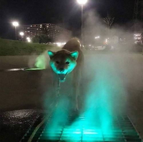 [스압] 인상적인 동물사진.jpg