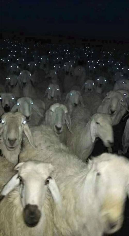 [스압] 인상적인 동물사진.jpg