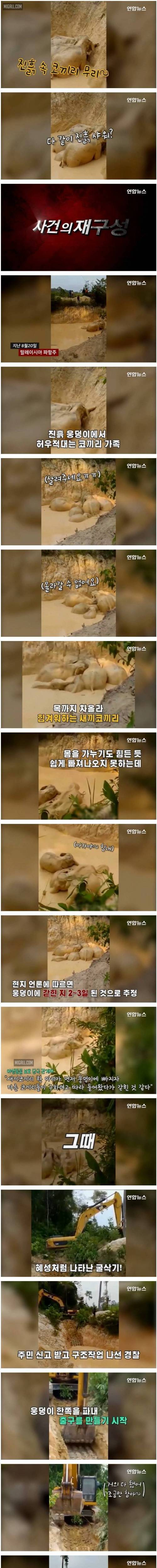 [스압] 새끼 코끼리 구하려다 진흙 웅덩이에 갇힌 코끼리 가족.jpg