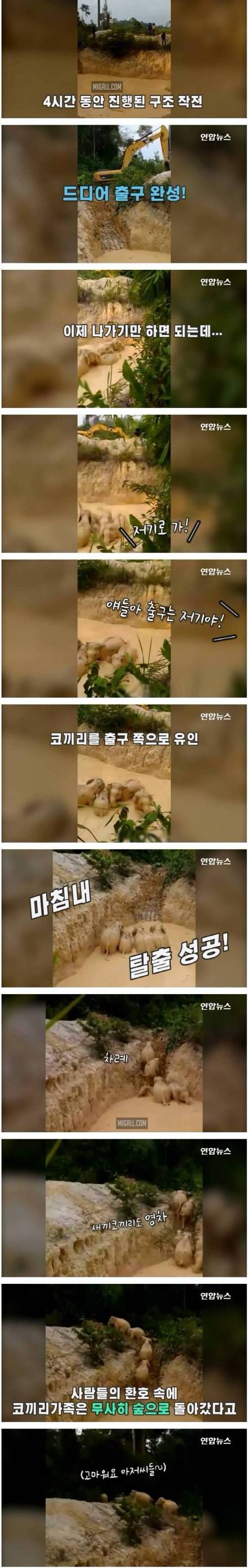 [스압] 새끼 코끼리 구하려다 진흙 웅덩이에 갇힌 코끼리 가족.jpg