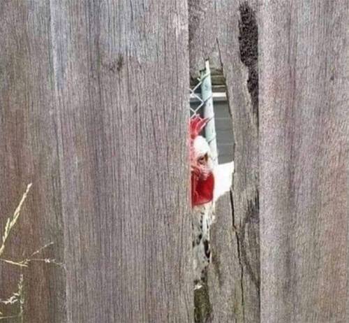 [스압] 인상적인 동물사진.jpg