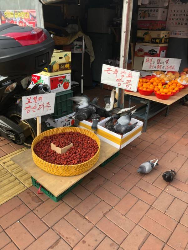 근육 비둘기.jpg