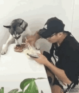 먹을 때 개도 안 건드리는 이유.gif