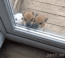 민가 습격한 멧돼지떼.gif
