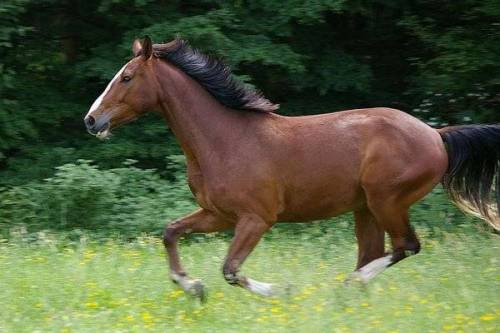 의외로 실제로는 겁이 많은 동물