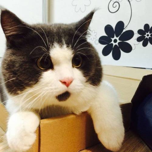 [스압] 고양이 얼굴 유형.jpg