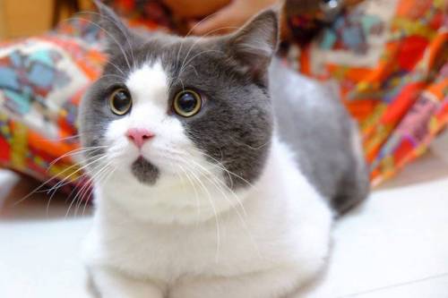 [스압] 고양이 얼굴 유형.jpg