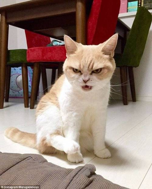 [스압] 고양이 얼굴 유형.jpg