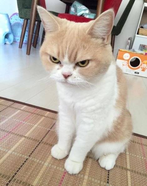 [스압] 고양이 얼굴 유형.jpg