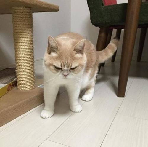 [스압] 고양이 얼굴 유형.jpg