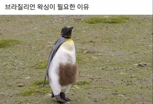 왁싱이 필요한 이유.jpg