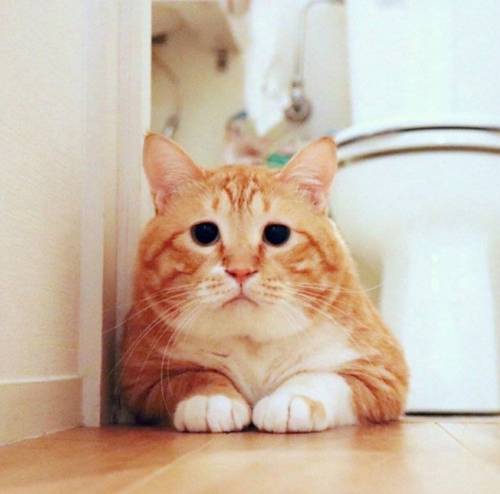 [스압] 고양이 얼굴 유형.jpg