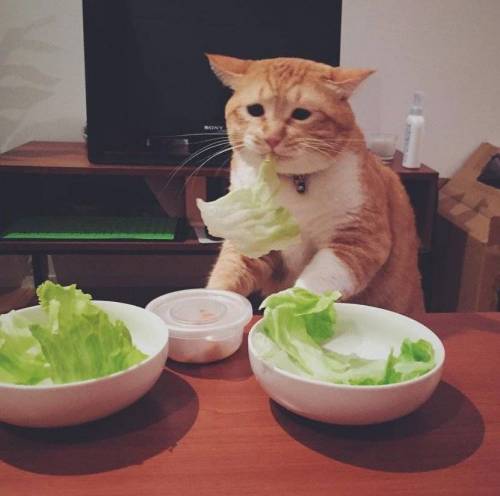 [스압] 고양이 얼굴 유형.jpg