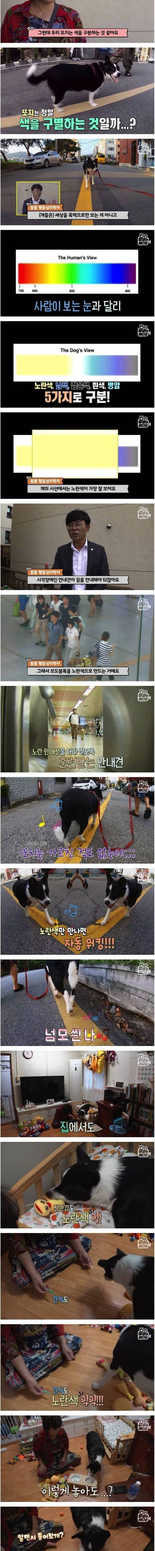 노란 선만 따라 걷는 노랑 홀릭 강아지.jpg