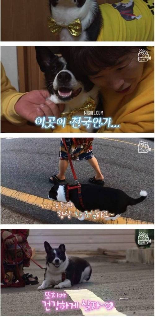 노란 선만 따라 걷는 노랑 홀릭 강아지.jpg