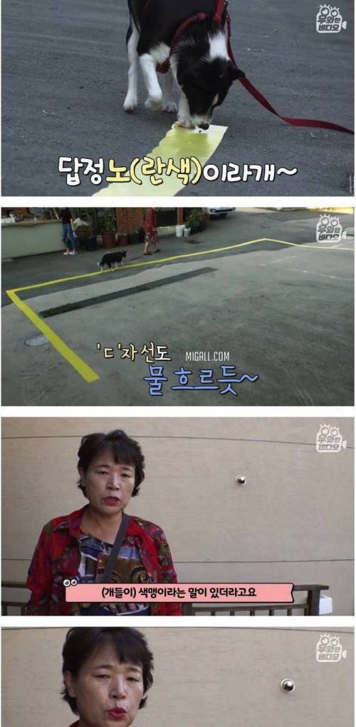 노란 선만 따라 걷는 노랑 홀릭 강아지.jpg