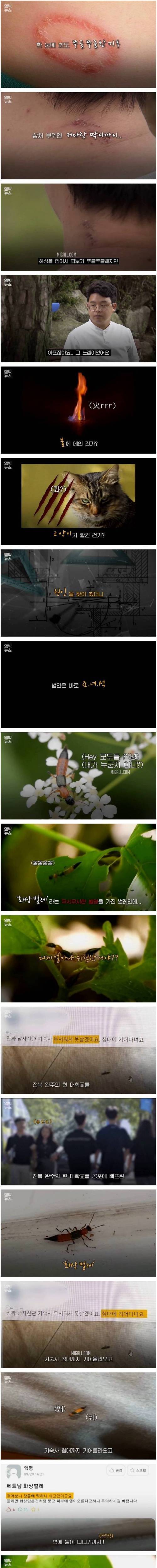 [스압] 기숙사 침대까지 점령한 공포의 화상벌레.jpg