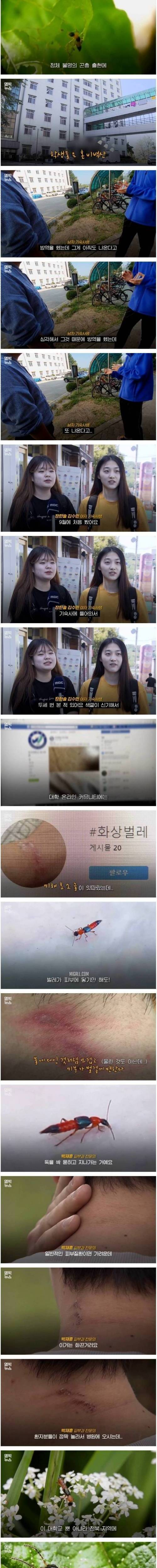 [스압] 기숙사 침대까지 점령한 공포의 화상벌레.jpg