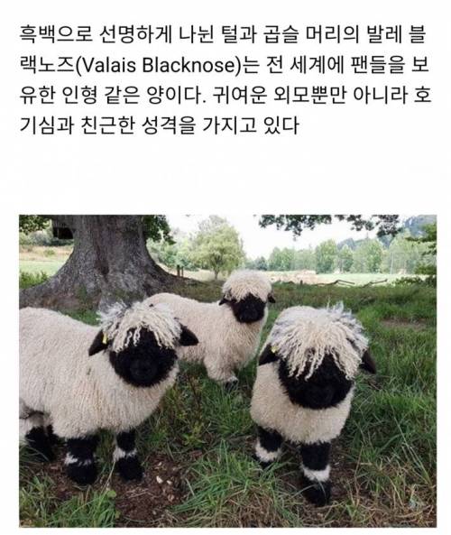 세상에서 가장 귀여운 양 발레 블랙 노즈.jpg