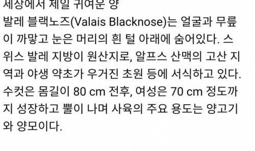 세상에서 가장 귀여운 양 발레 블랙 노즈.jpg