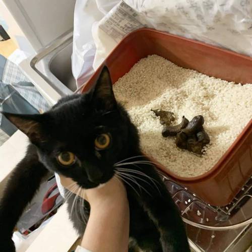 [약더] 고양이 빡침류 역대급.jpg