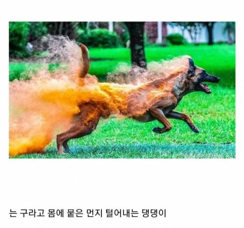 온몸이 불타는 지옥견.jpg