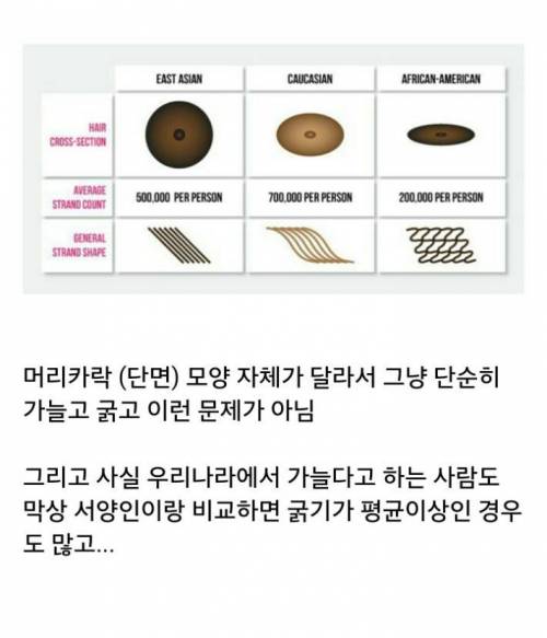 인종별 머리카락.jpg