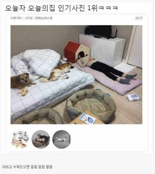 반려견 키우시는 분들 이해되는 짤.jpg
