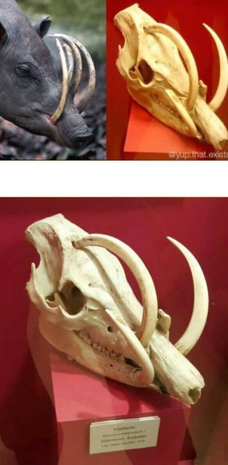 멧돼지가 죽은 이유.jpg