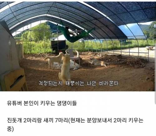 [스압] 온갖 동물들 다 튀어나오는 길냥이 유투버
