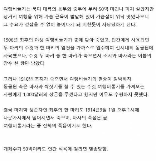 50억마리가 멸종한 이유....jpg