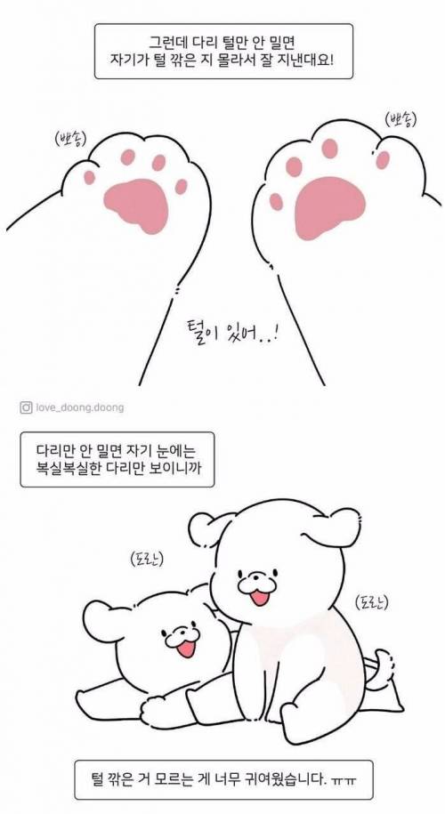 댕댕이 미용할 때 다리털 안 깎는 이유