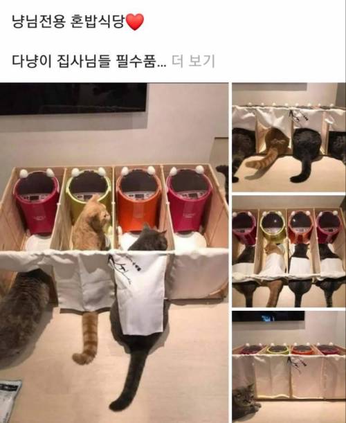 냥이 전용 혼밥 식당.jpg