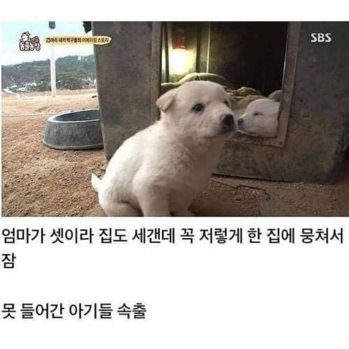 엄마가 세마리인데 같이 사는 백구 23마리