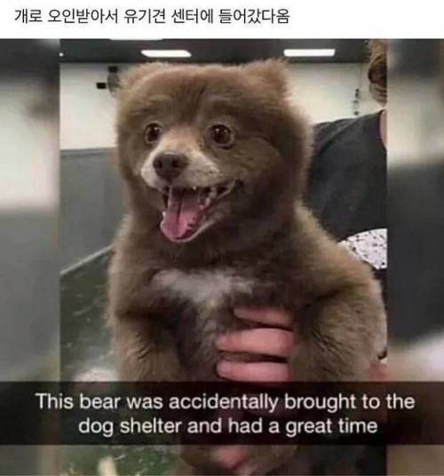 개로 오인받아 유기견센터에 들어간 곰