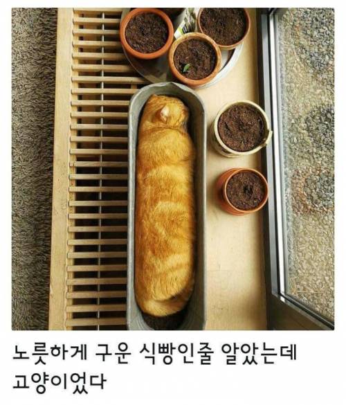 노릇하게 구운 식빵인줄 알았다.jpg