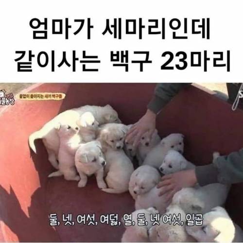 엄마가 세마리인데 같이 사는 백구 23마리