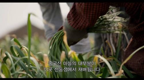 [스압] 중국산 깐마늘의 비밀.jpg
