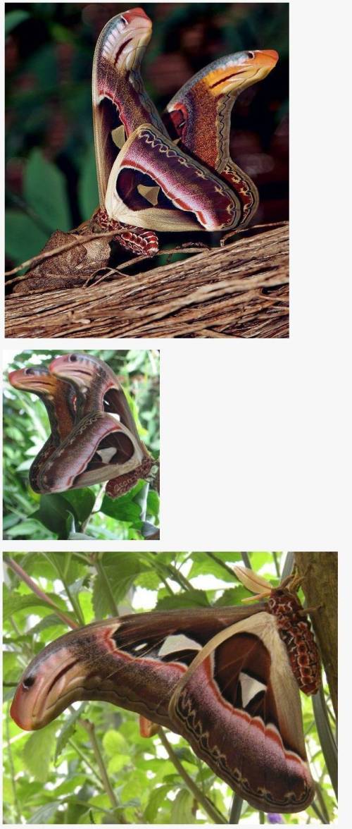 숲속의 흔한 뱀 머리.jpg